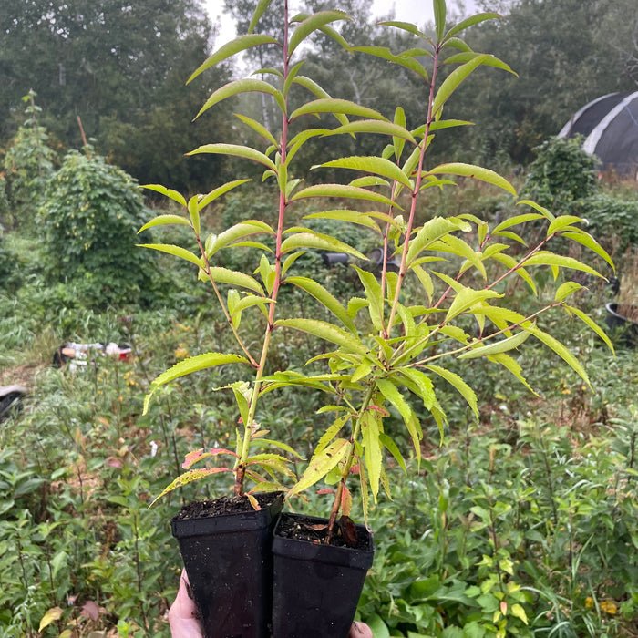 Siberian C Peach