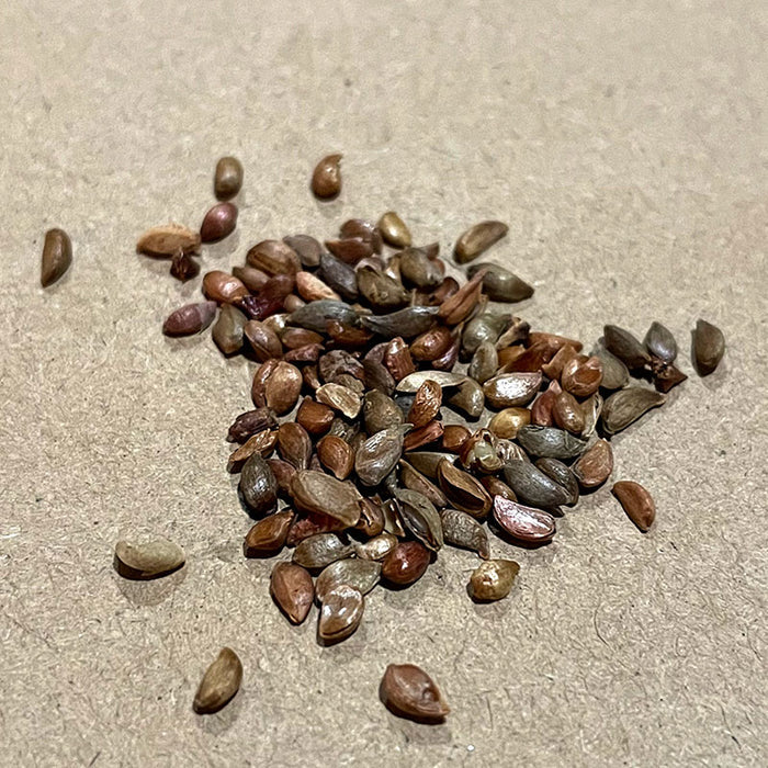 Siberian Crabapple Seeds