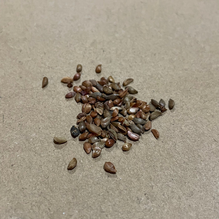 Siberian Crabapple Seeds