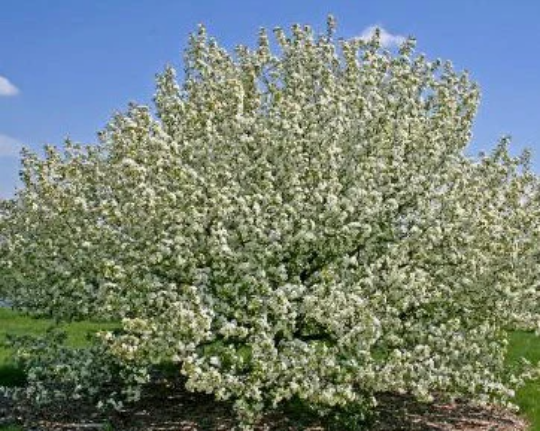 Siberian Crabapple Seeds
