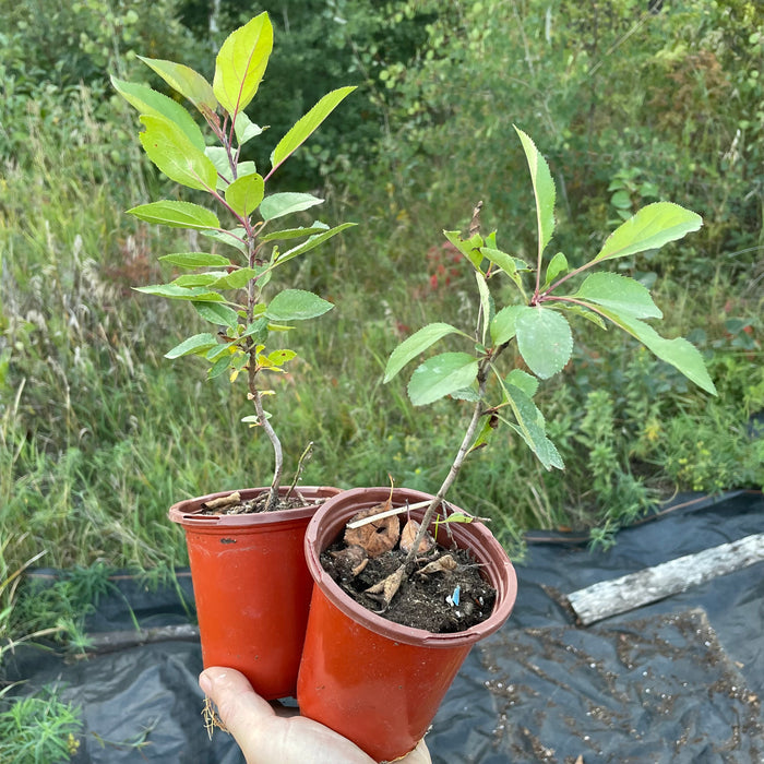 Siberian Crabapple