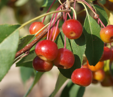 Siberian Crabapple