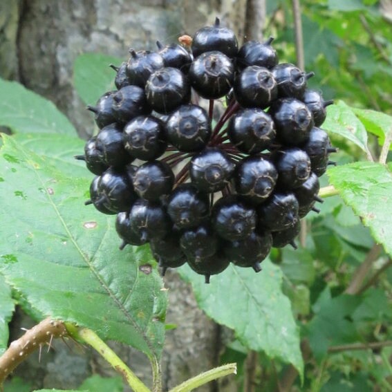 Siberian Ginseng Seeds (Eleutherococcus senticosus)