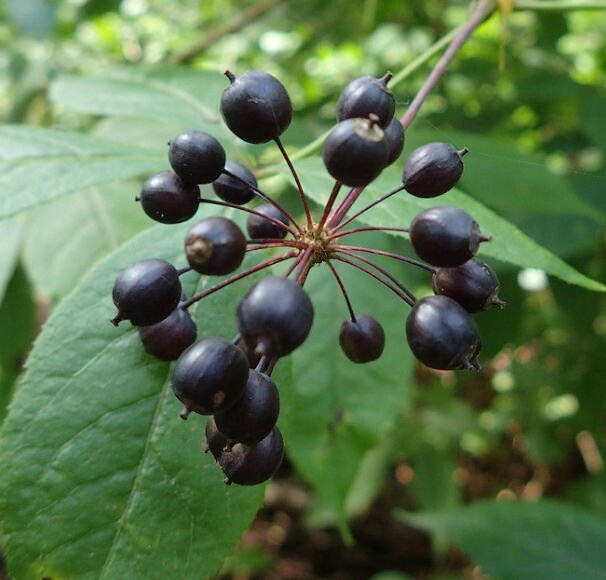 Siberian Ginseng Seeds (Eleutherococcus senticosus)
