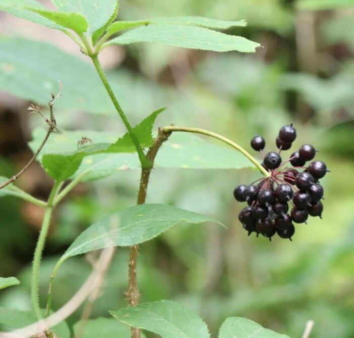Siberian Ginseng Seeds (Eleutherococcus senticosus)