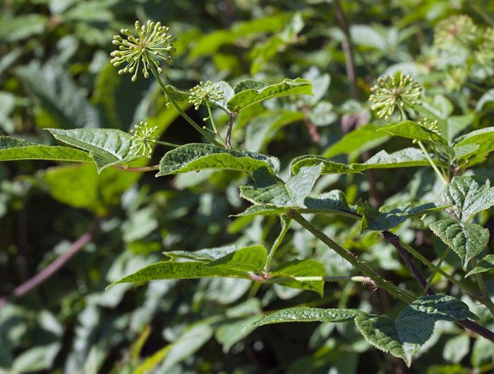Siberian Ginseng Seeds (Eleutherococcus senticosus)