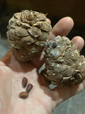 Siberian Stone Pine Seeds
