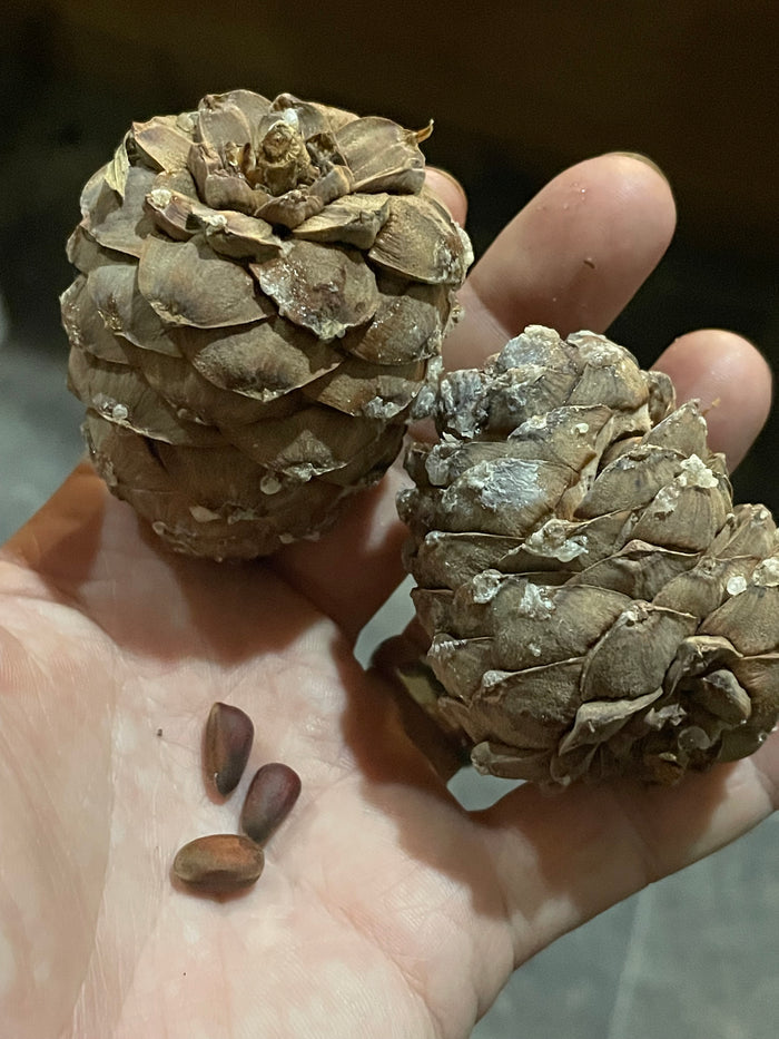 Siberian Stone Pine Seeds