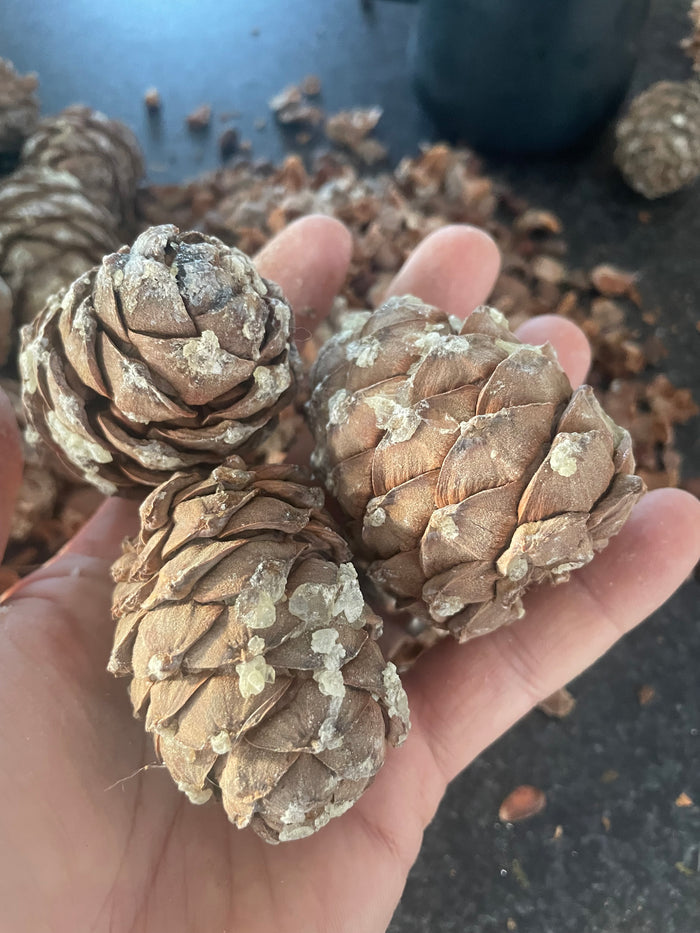 Siberian Stone Pine Seeds