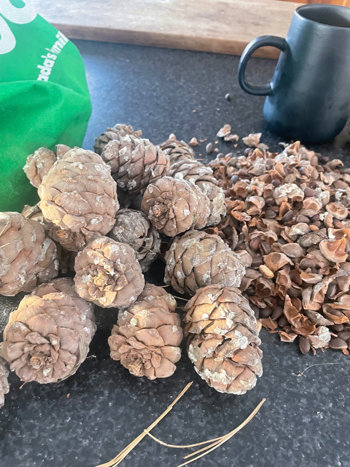 Siberian Stone Pine Seeds