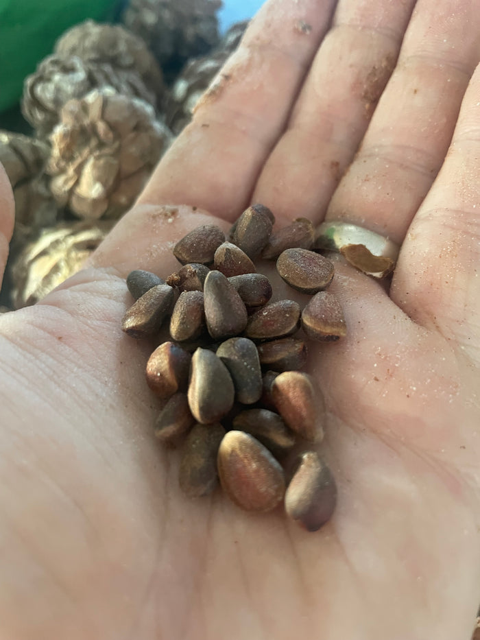 Siberian Stone Pine Seeds