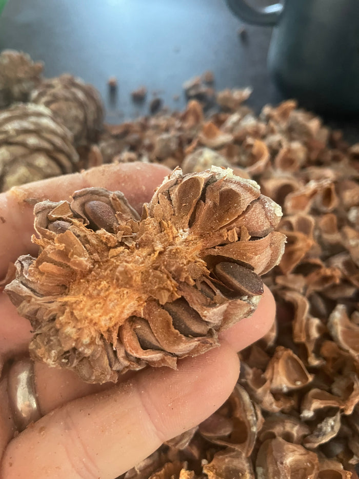 Siberian Stone Pine Seeds