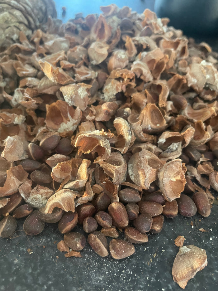 Siberian Stone Pine Seeds