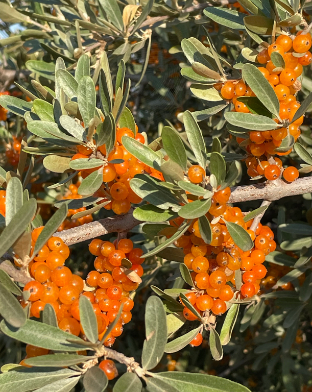 Silver Buffaloberry