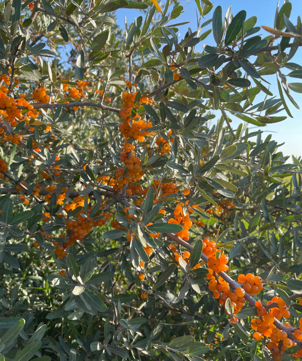 Silver Buffaloberry