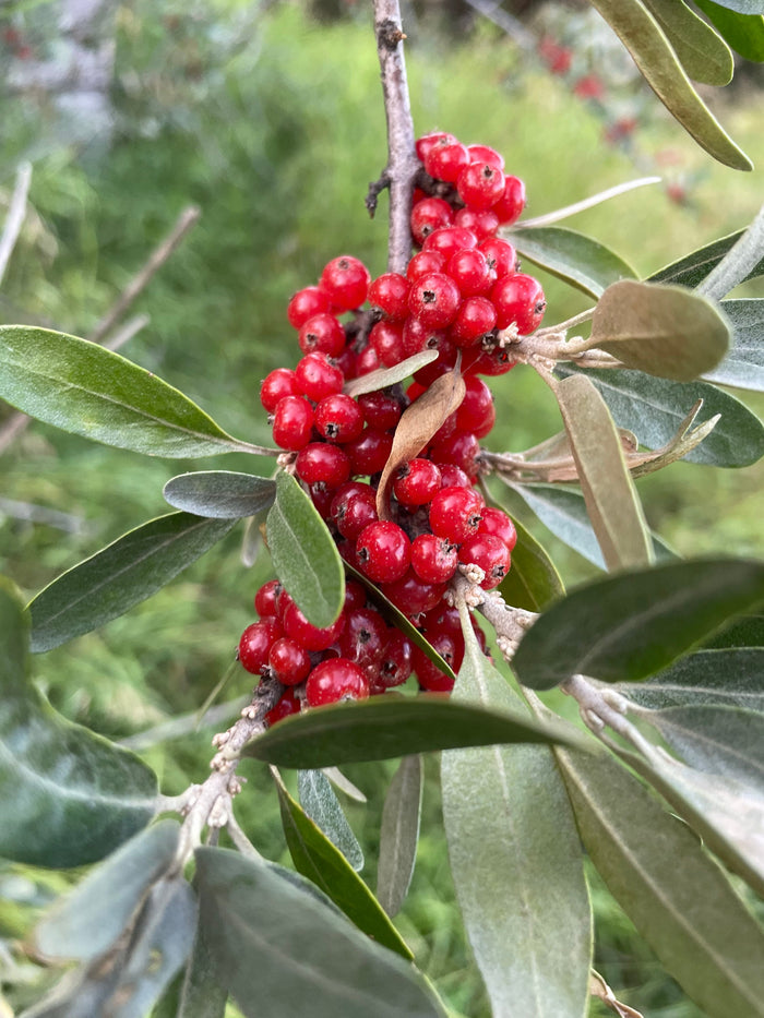 Silver Buffaloberry