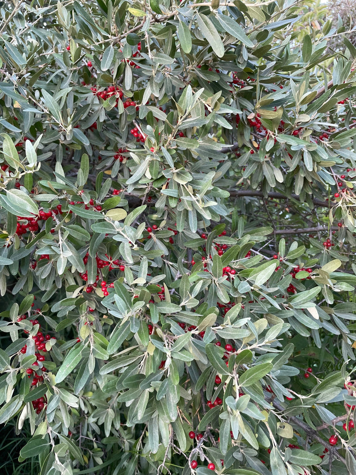 Silver Buffaloberry
