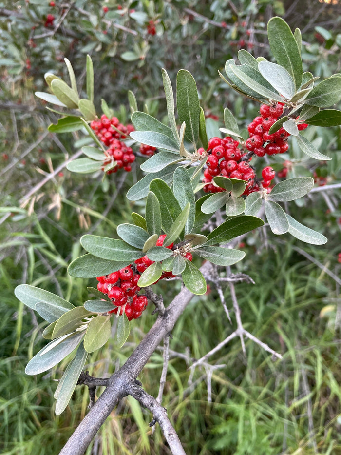 Silver Buffaloberry