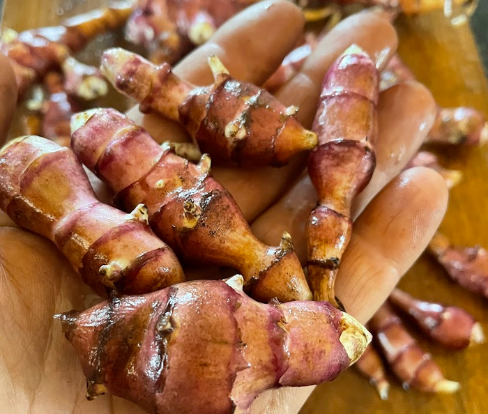 Skorospelka Purple Jerusalem Artichoke Tubers
