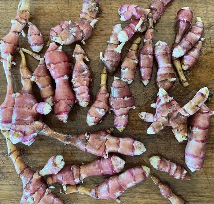 Skorospelka Purple Jerusalem Artichoke Tubers