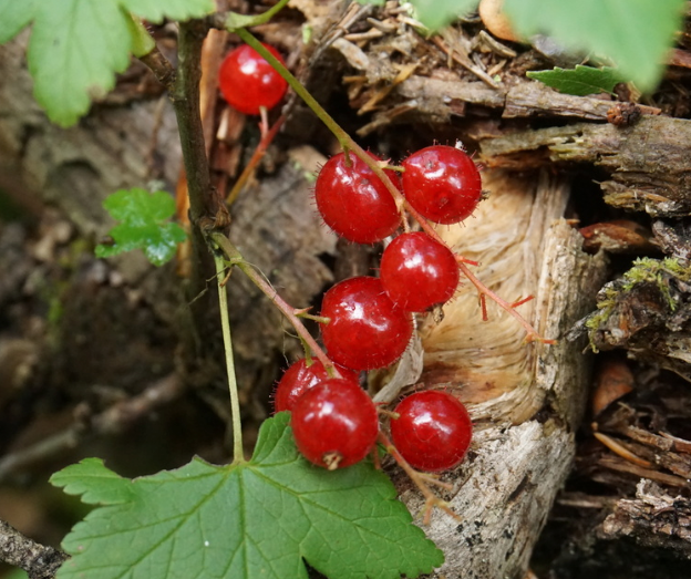 Skunk Currant