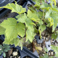 Slitsa Black Currant at Oak Summit Nursery, fall 2026
