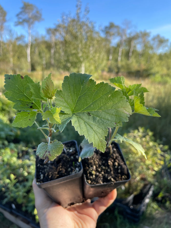 Slitsa Black Currant