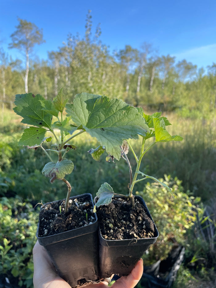 Slitsa Black Currant