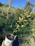 Sloe or Blackthorn at Oak Summit Nursery, fall 2026