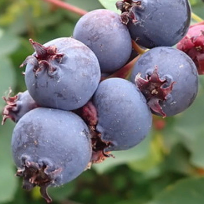Smokey Saskatoon Seeds