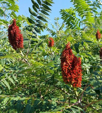 Smooth Sumac Seeds
