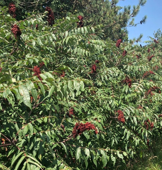 Smooth Sumac Seeds