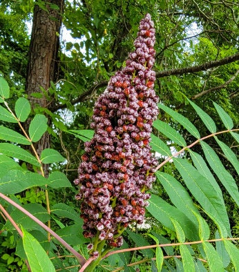 Smooth Sumac Seeds