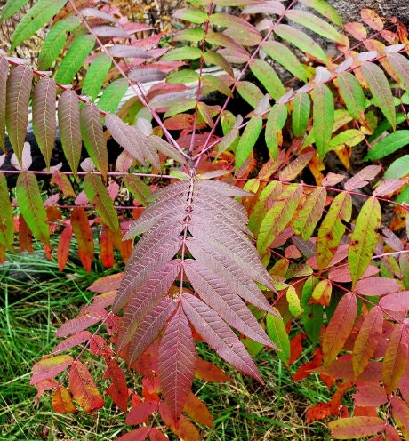 Smooth Sumac Seeds
