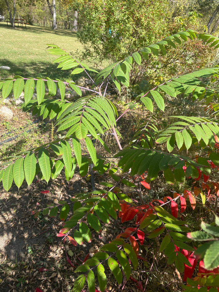 Smooth Sumac Seeds