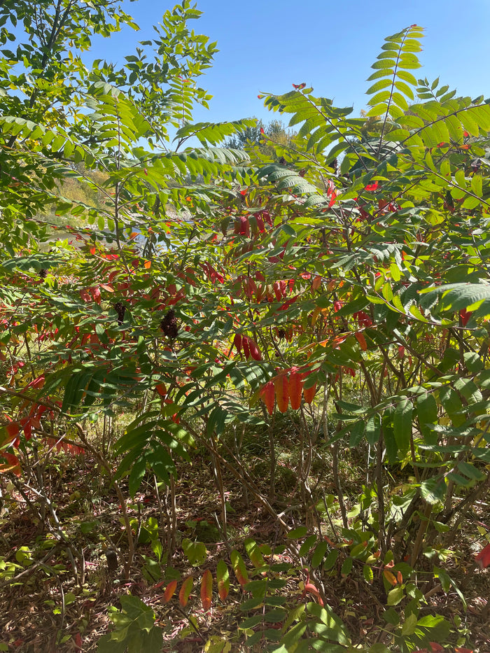 Smooth Sumac Seeds