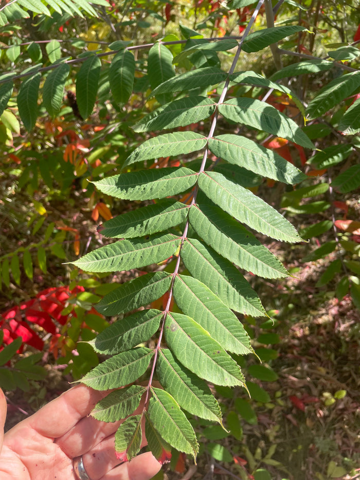 Smooth Sumac Seeds