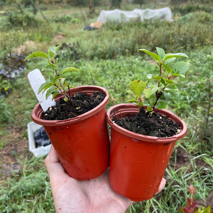 Sour Cherry Seedlings
