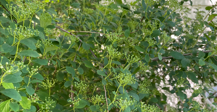 Spirea (Spiraea sp.)