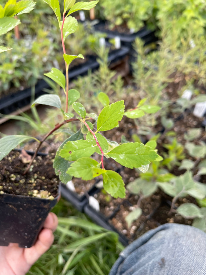 Spirea (Spiraea sp.)