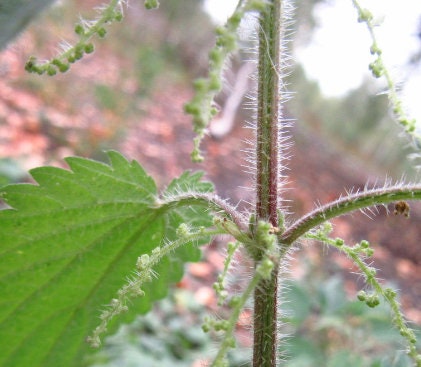 Stinging Nettle Seeds