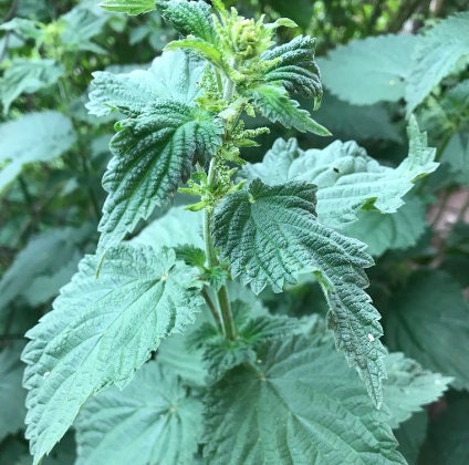 Stinging Nettle Seeds