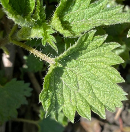 Stinging Nettle Seeds
