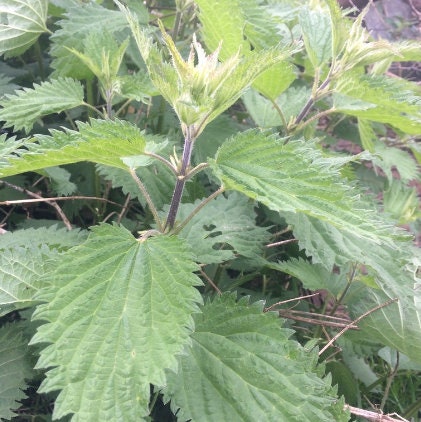 Stinging Nettle Seeds
