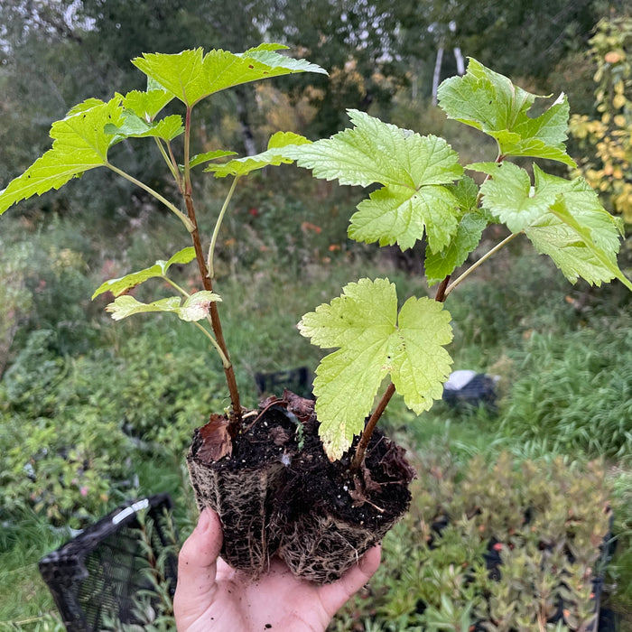 Storklas Black Currant