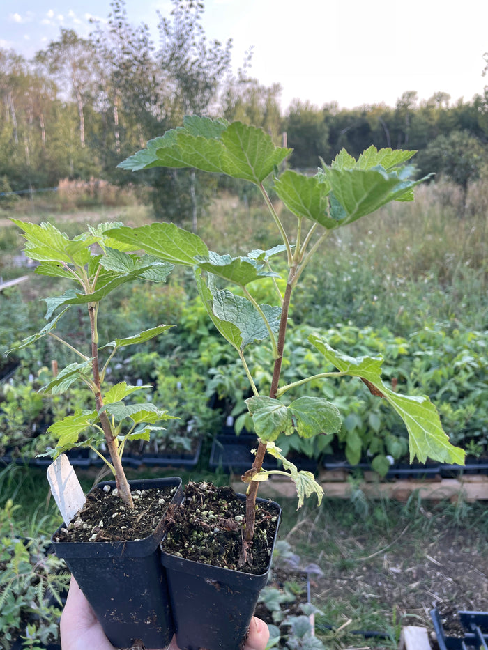 Swedish Black Currant
