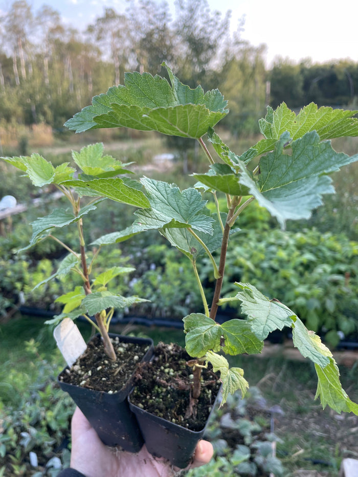 Swedish Black Currant