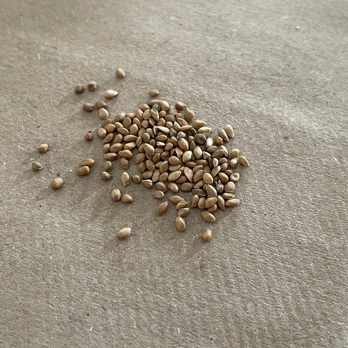 Tatarian White Mulberry Seeds