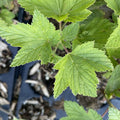 Tiben Black Currant at Oak Summit Nursery, fall 2026