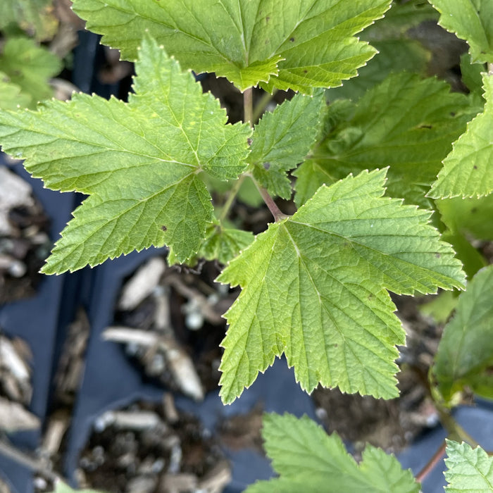 Tiben Black Currant at Oak Summit Nursery, fall 2026